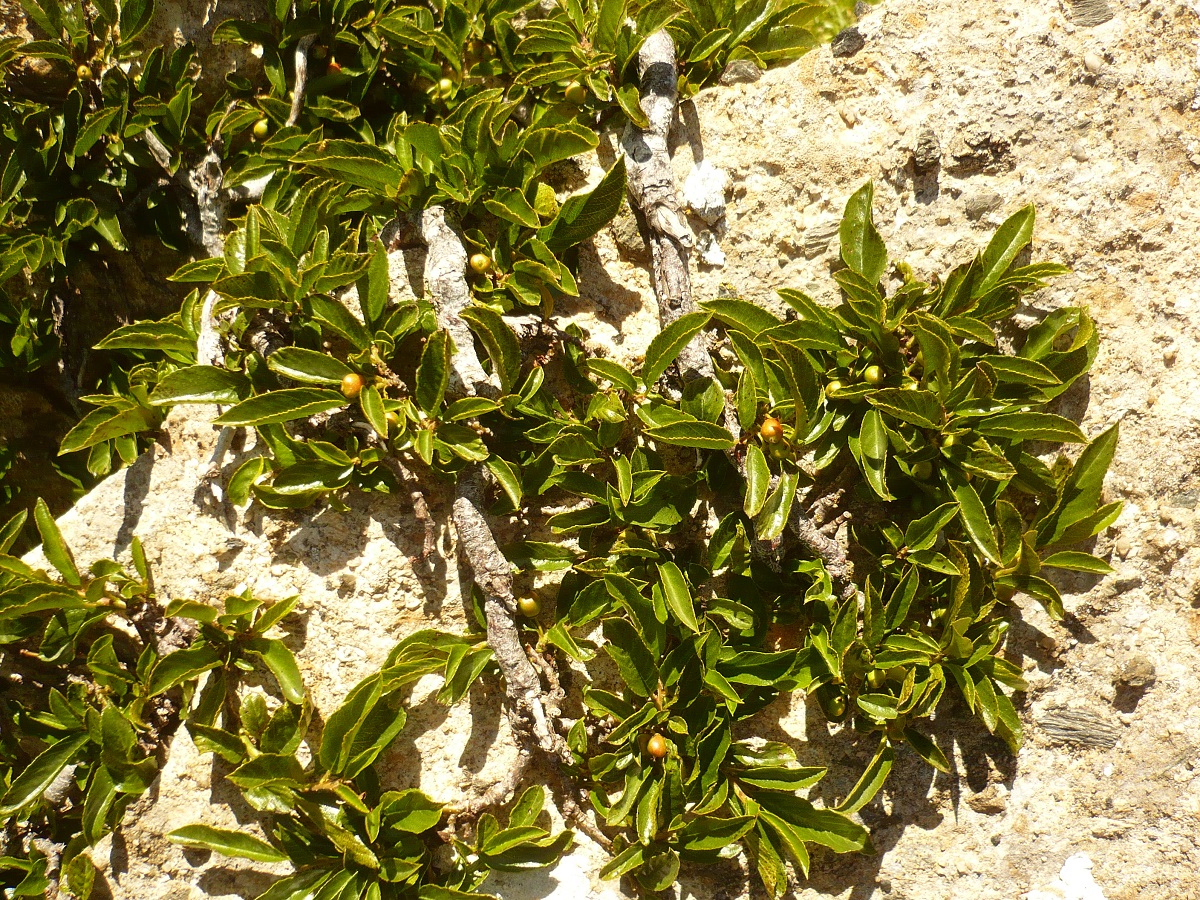 Rhamnus pumila (Rhamnaceae)